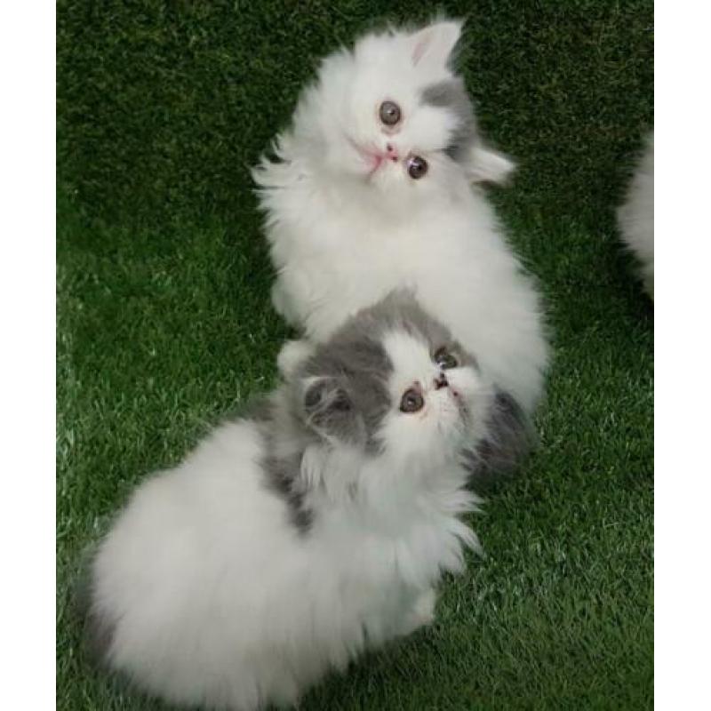 Perzische kittens