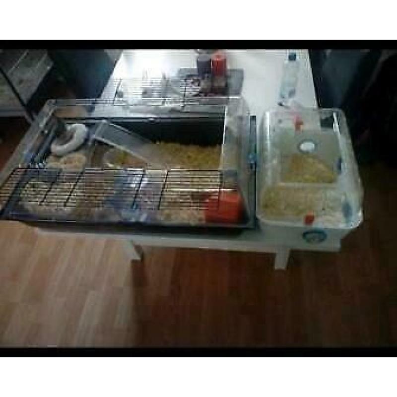 Hamsterkooi