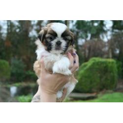 Prachtige shih tzu shih-tzu pups