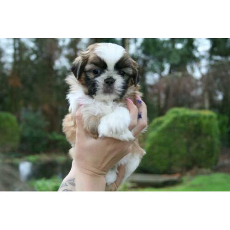 Prachtige shih tzu shih-tzu pups