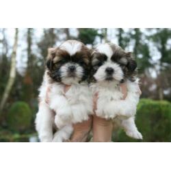 Prachtige shih tzu shih-tzu pups