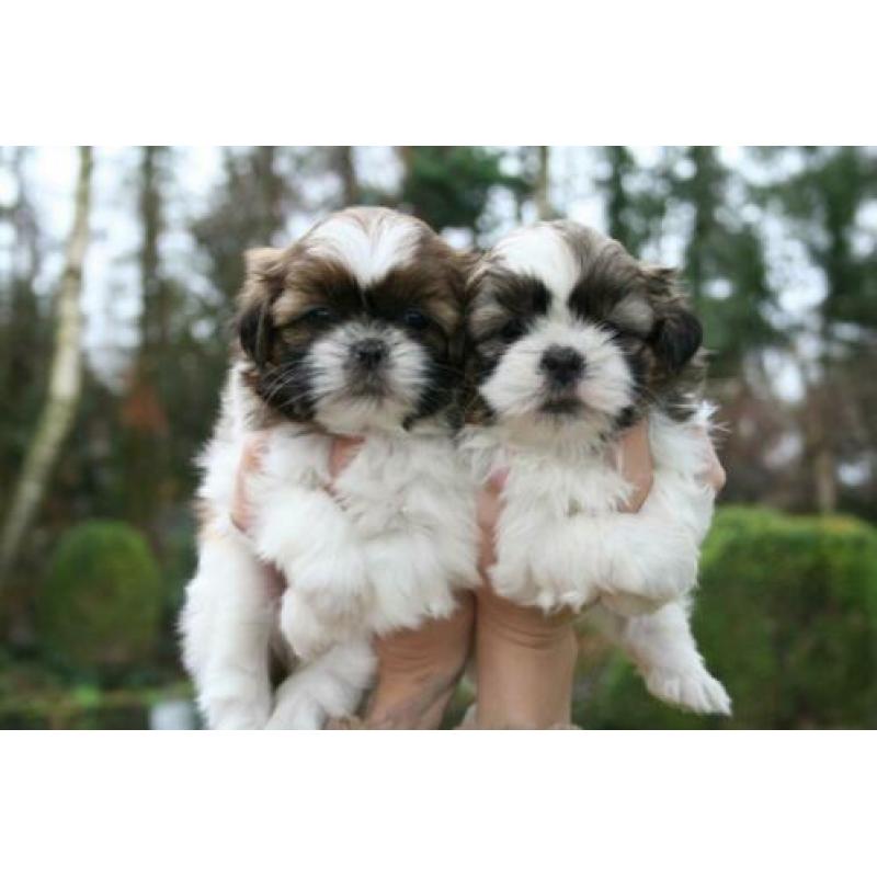Prachtige shih tzu shih-tzu pups