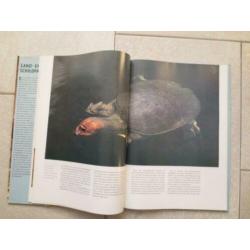 Land- en zeeschildpadden . ISBN 9789036610308