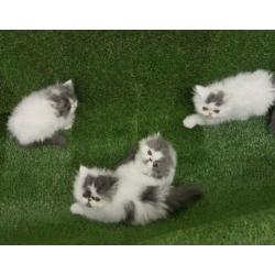 Perzische kittens