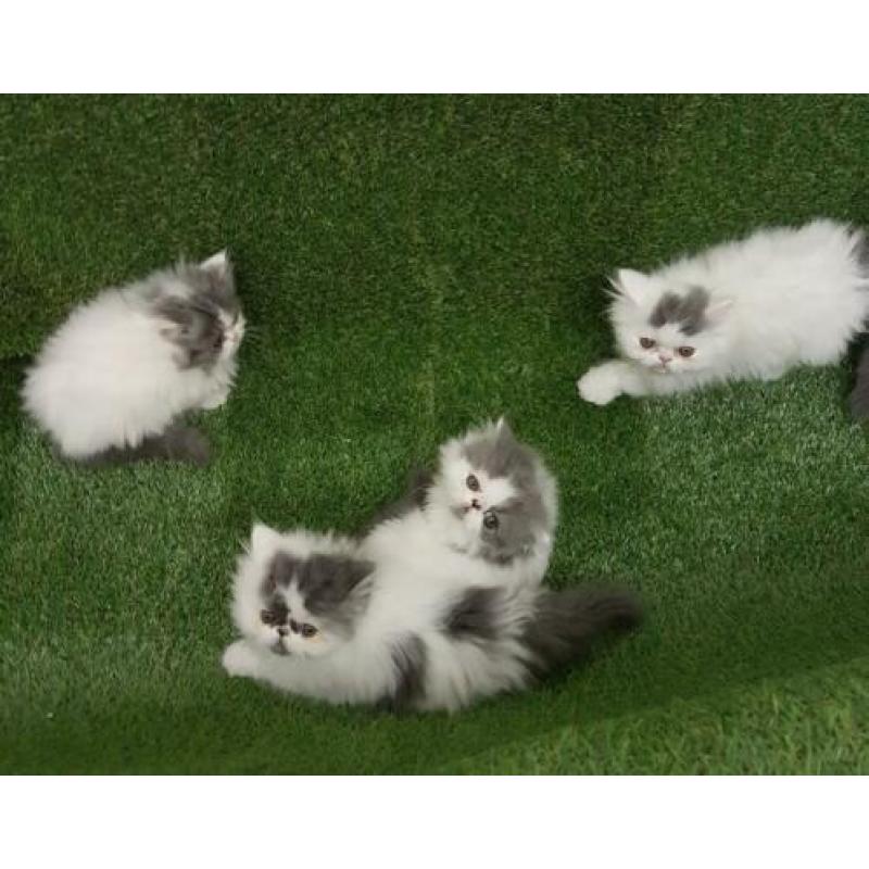 Perzische kittens