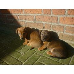 Uniek mooi gekleurde,allerliefste Jack russell Russel pups