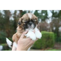 Prachtige shih tzu shih-tzu pups