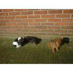 Uniek mooi gekleurde,allerliefste Jack russell Russel pups