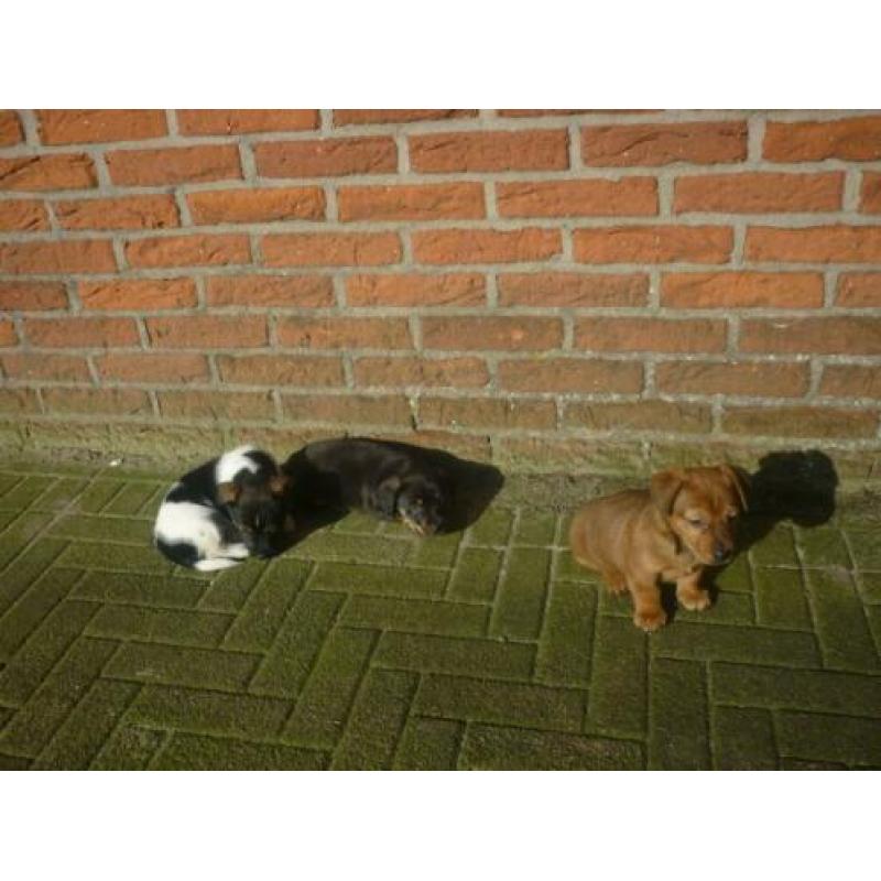 Uniek mooi gekleurde,allerliefste Jack russell Russel pups