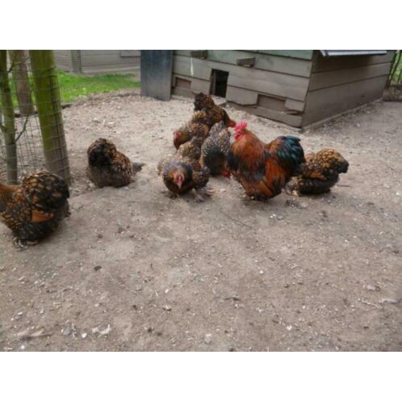 Broedeieren Cochin kriel goud-zwartgezoomd