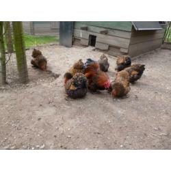 Broedeieren Cochin kriel goud-zwartgezoomd