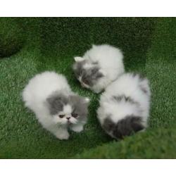 Perzische kittens
