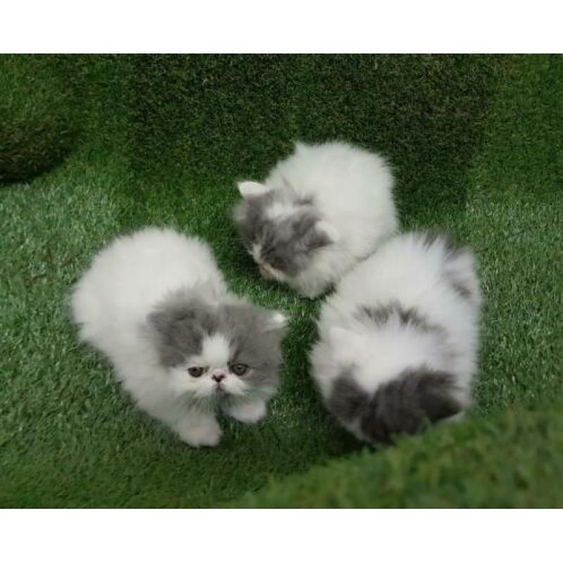 Perzische kittens
