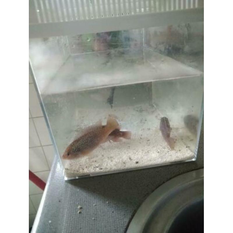 Aquarium met vissen