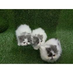 Perzische kittens
