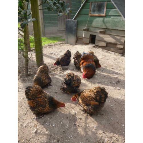 Broedeieren Cochin kriel goud-zwartgezoomd