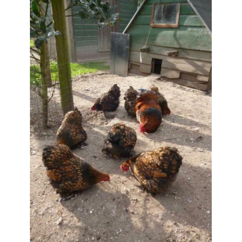 Broedeieren Cochin kriel goud-zwartgezoomd