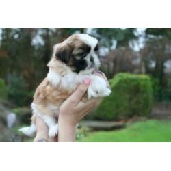 Prachtige shih tzu shih-tzu pups