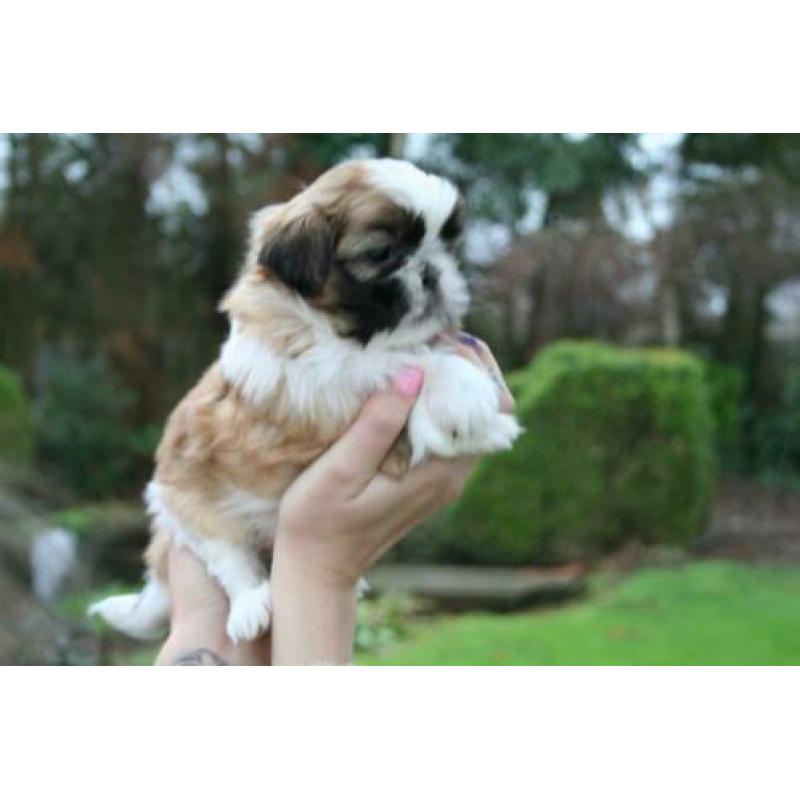 Prachtige shih tzu shih-tzu pups