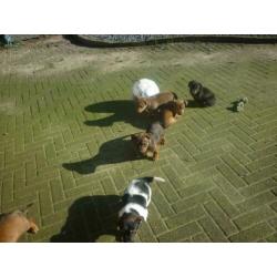 Uniek mooi gekleurde,allerliefste Jack russell Russel pups