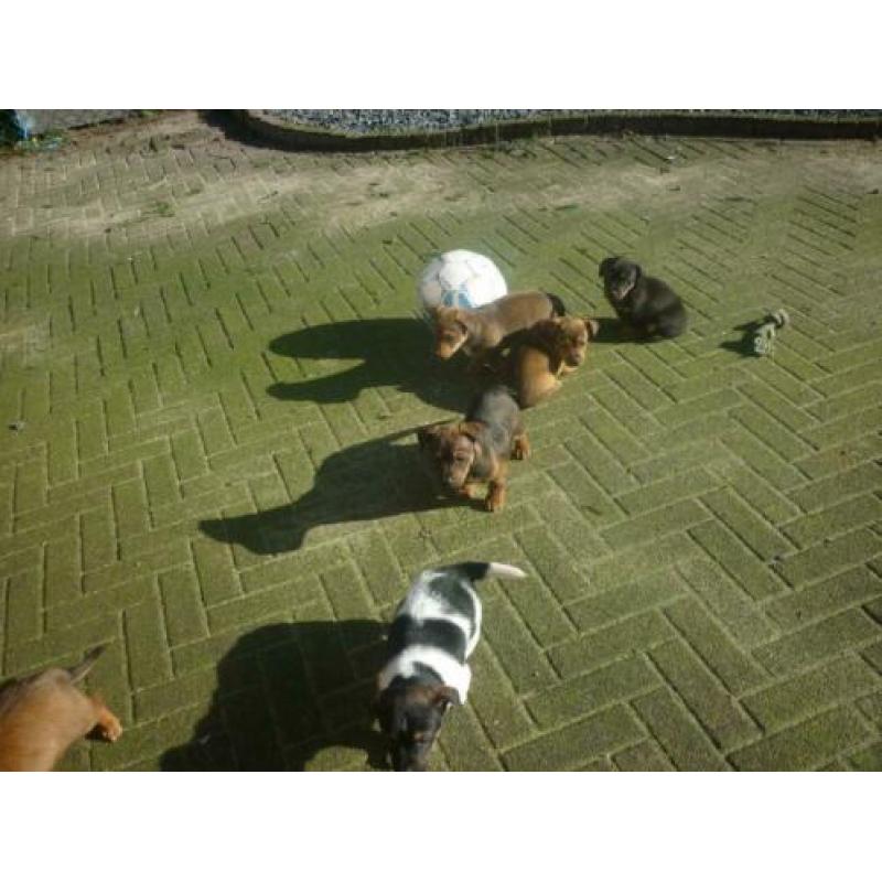 Uniek mooi gekleurde,allerliefste Jack russell Russel pups