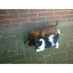Uniek mooi gekleurde,allerliefste Jack russell Russel pups