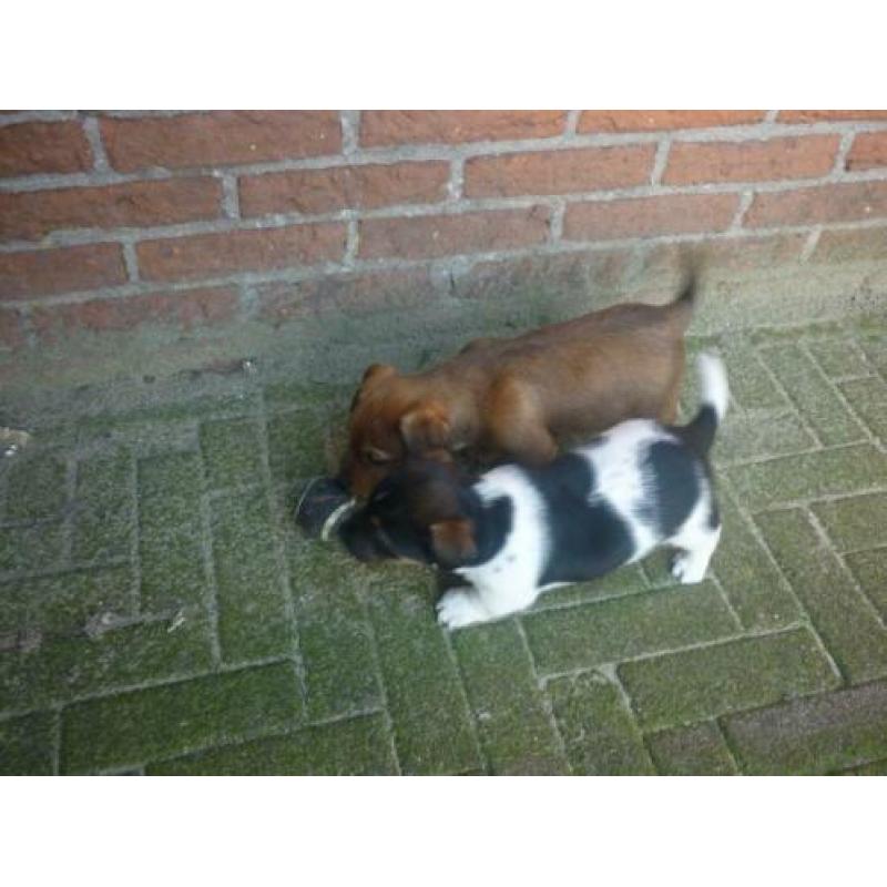 Uniek mooi gekleurde,allerliefste Jack russell Russel pups