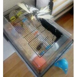 Hamsterkooi