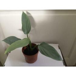 Philodendron Silver Queen