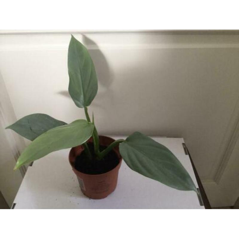 Philodendron Silver Queen