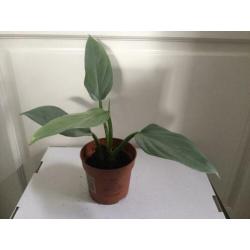 Philodendron Silver Queen