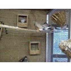 zebravinken tt waardig
