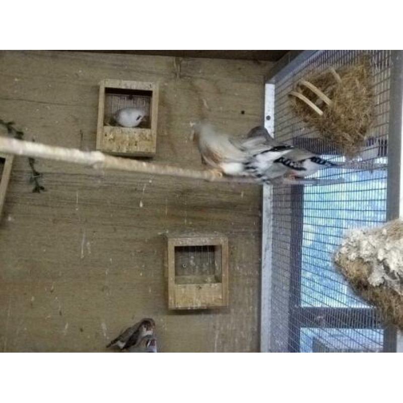 zebravinken tt waardig