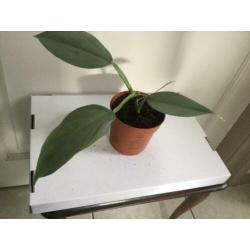 Philodendron Silver Queen