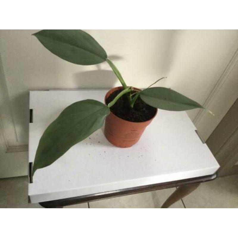 Philodendron Silver Queen