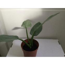 Philodendron Silver Queen