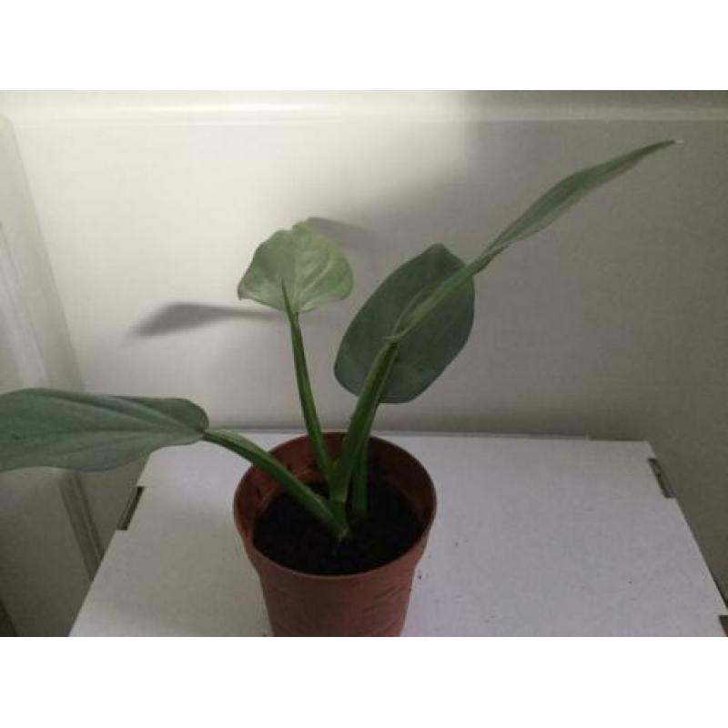 Philodendron Silver Queen
