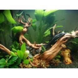 Enorme Ancistrus Plecostomus (20 cm)