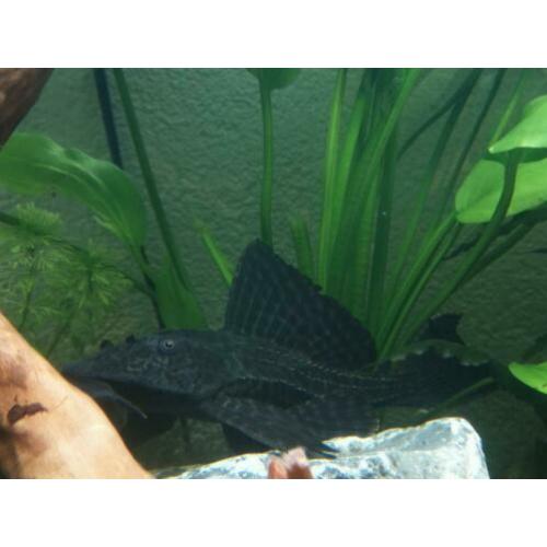 Enorme Ancistrus Plecostomus (20 cm)