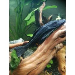 Enorme Ancistrus Plecostomus (20 cm)