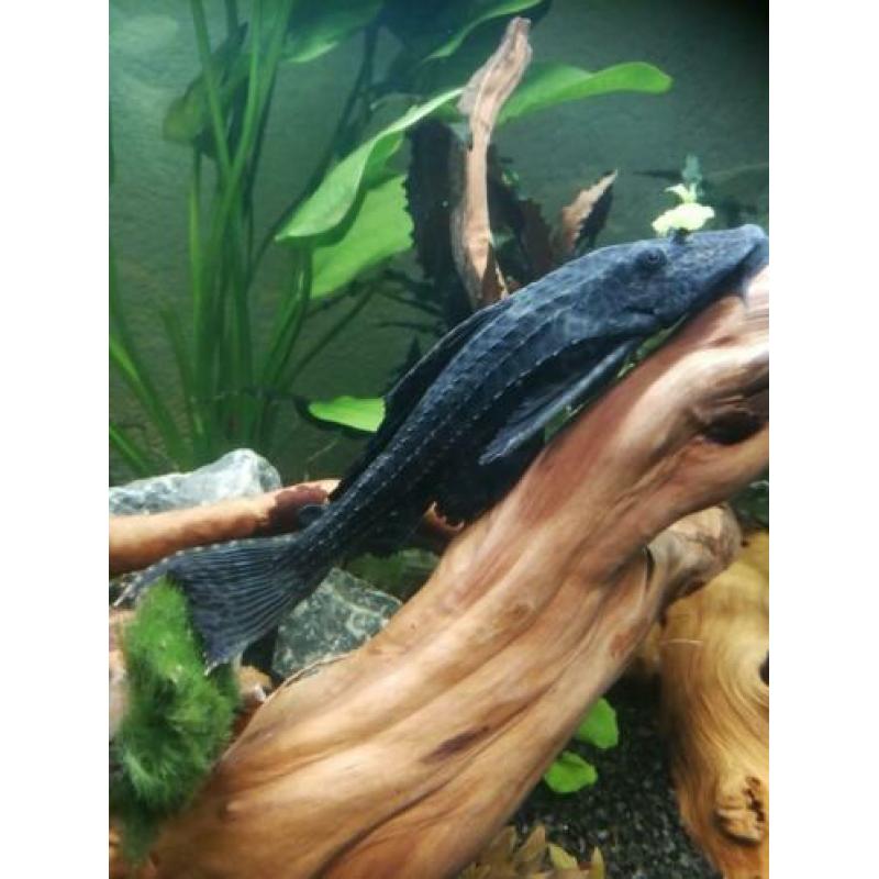 Enorme Ancistrus Plecostomus (20 cm)