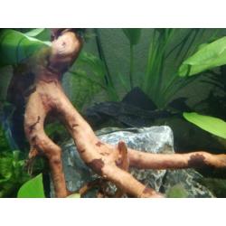 Enorme Ancistrus Plecostomus (20 cm)