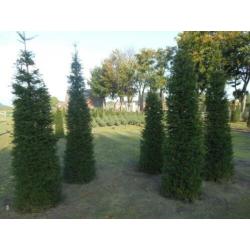 Taxus baccata