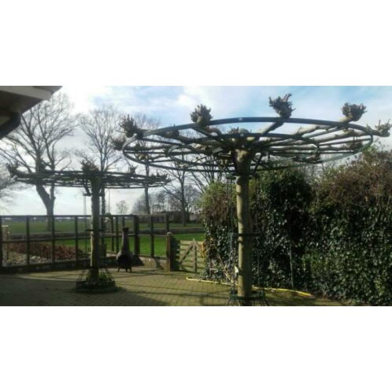 Frame voor dak bomen.