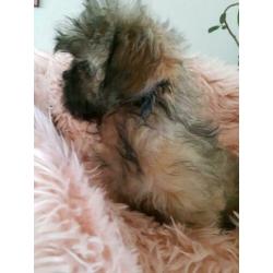 Mooi Shih-tzu pups te koop klein blijven.