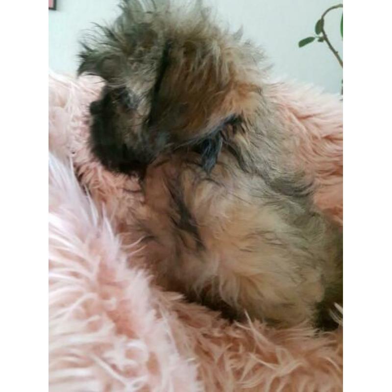 Mooi Shih-tzu pups te koop klein blijven.