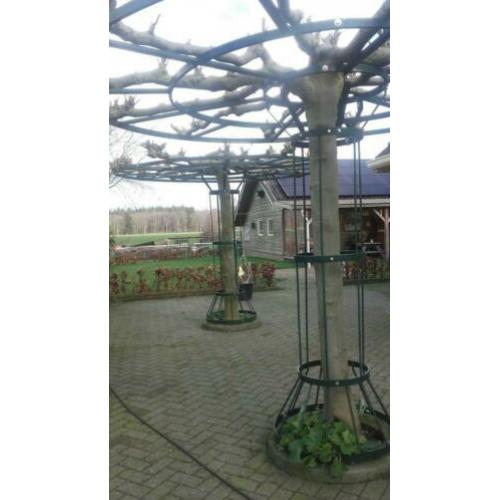 Frame voor dak bomen.