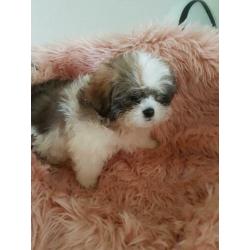 Mooi Shih-tzu pups te koop klein blijven.