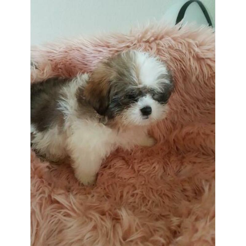 Mooi Shih-tzu pups te koop klein blijven.