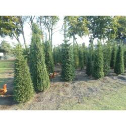 Taxus baccata